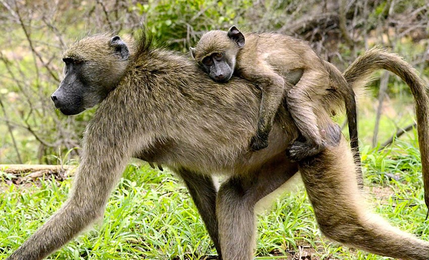 Kruger Park