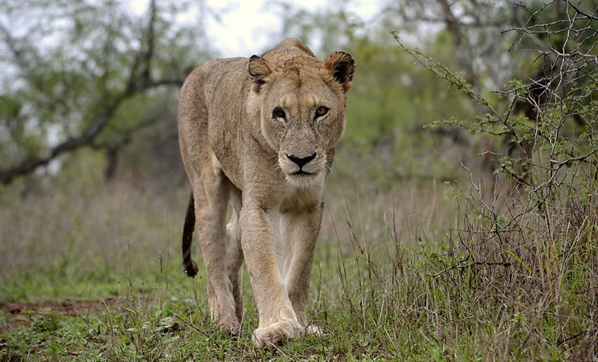 Kruger Park