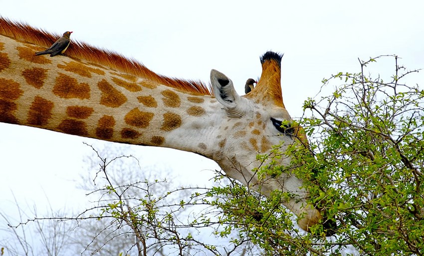 Kruger Park