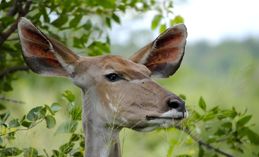 Kruger Park