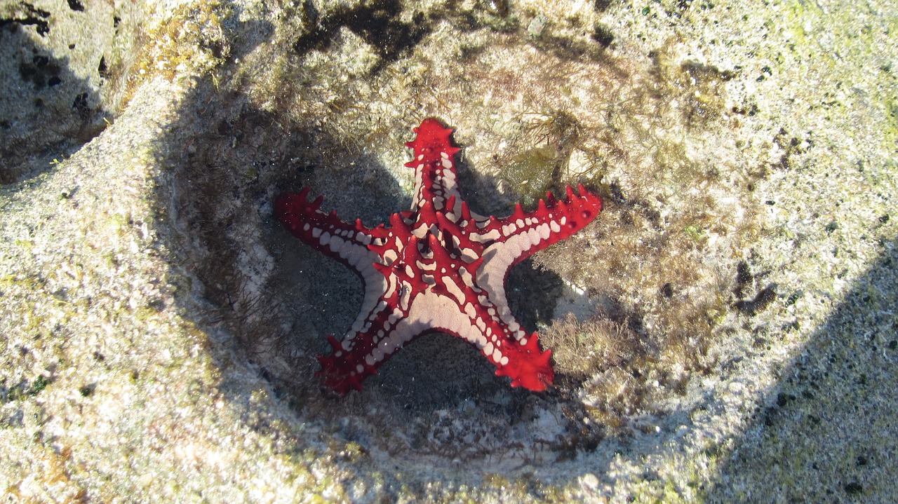 Estrella de Mar
