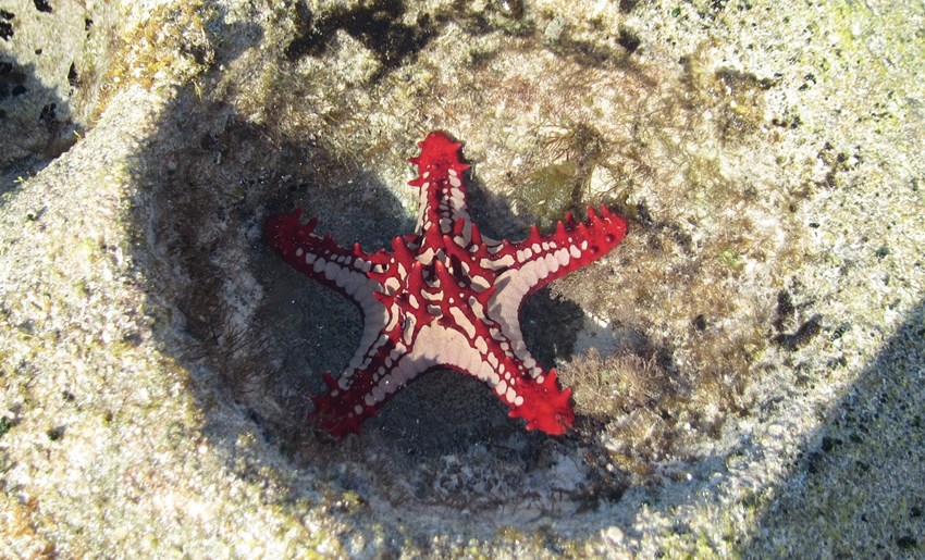 Estrella de Mar