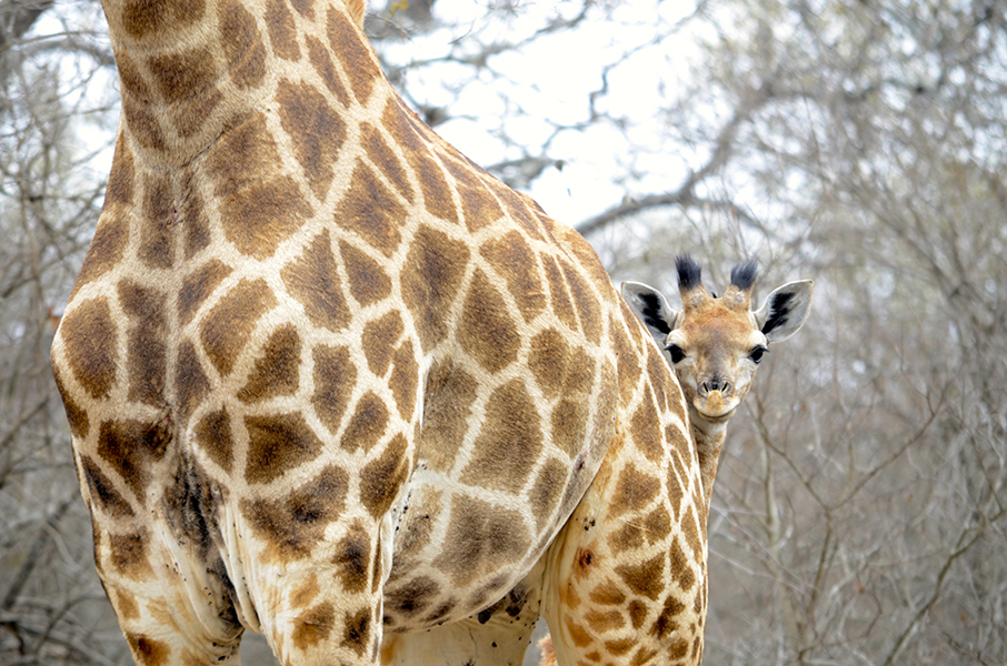 Bebé Jirafa escondida