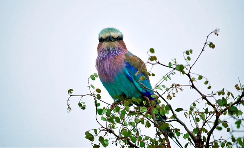 El Lilac-breasted roller tiene colores increíbles