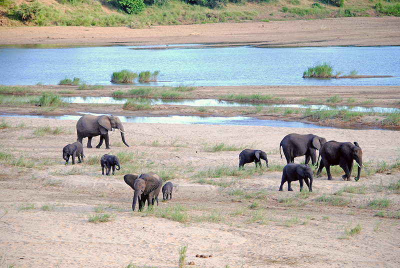 Elefantes al lado de río Cocodrilo