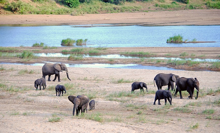 Elefantes al lado de río Cocodrilo