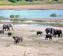 Elefantes al lado de río Cocodrilo