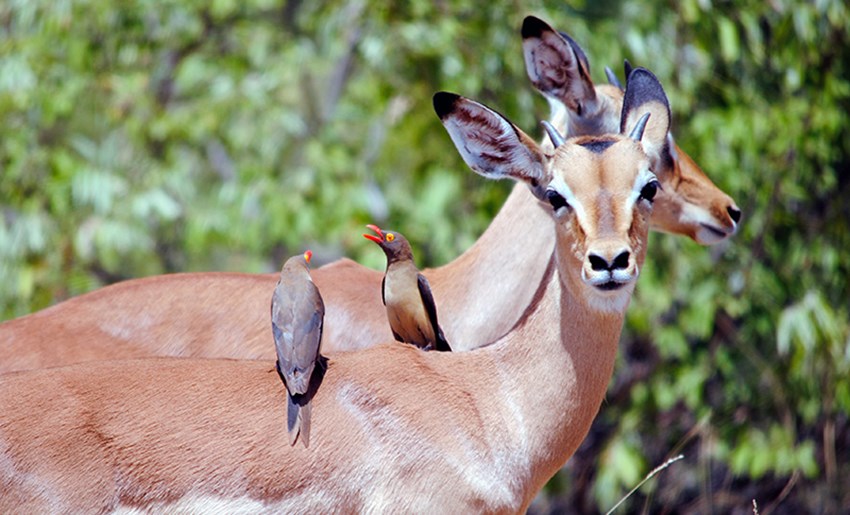 Impala con ox peckers