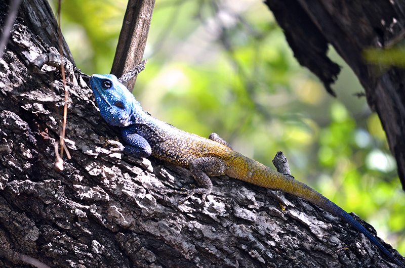 Cabeza azul agama lagarta