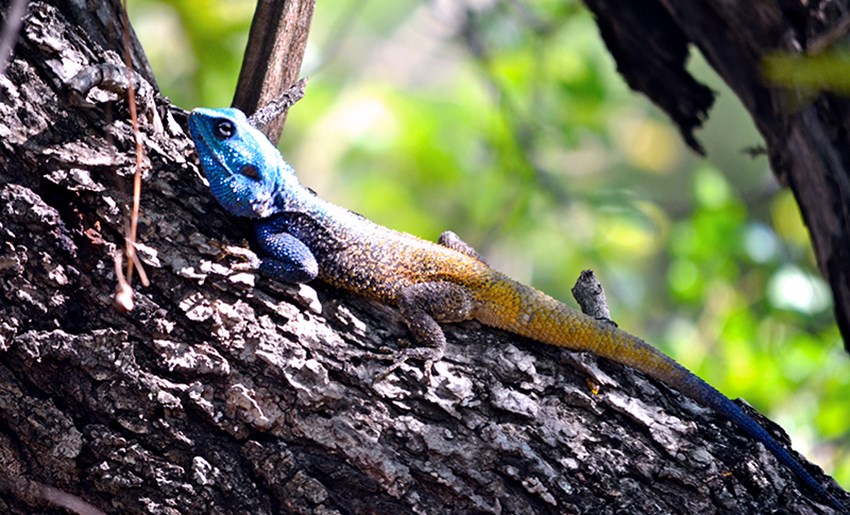 Cabeza azul agama lagarta