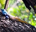 Cabeza azul agama lagarta