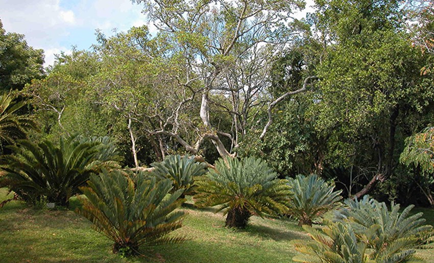 Lowveld National Botanical Garden