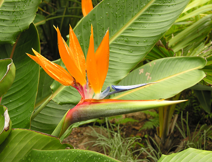 Nacional lowveld Jardín botánico 1