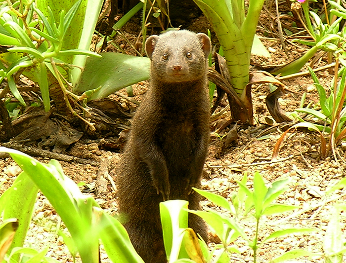 Nacional lowveld Jardín botánico 3