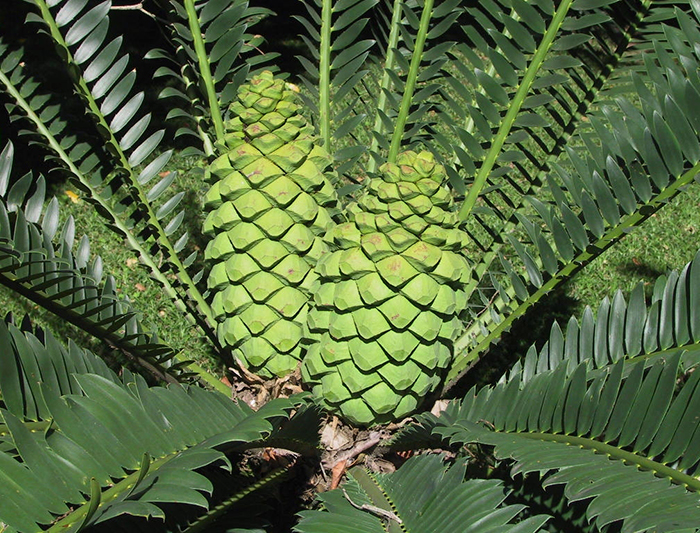 Nacional lowveld Jardín botánico 4