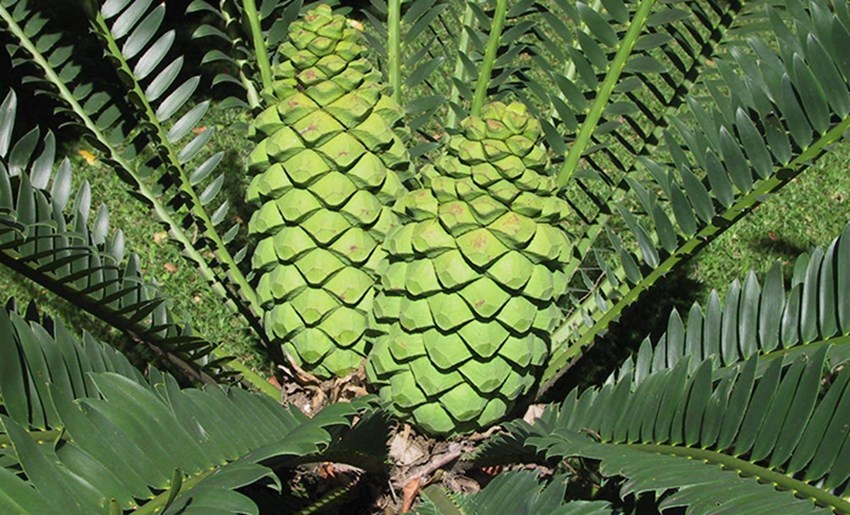 Nacional lowveld Jardín botánico 4