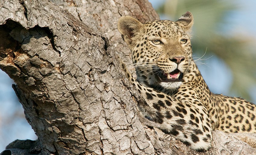 Leopardo