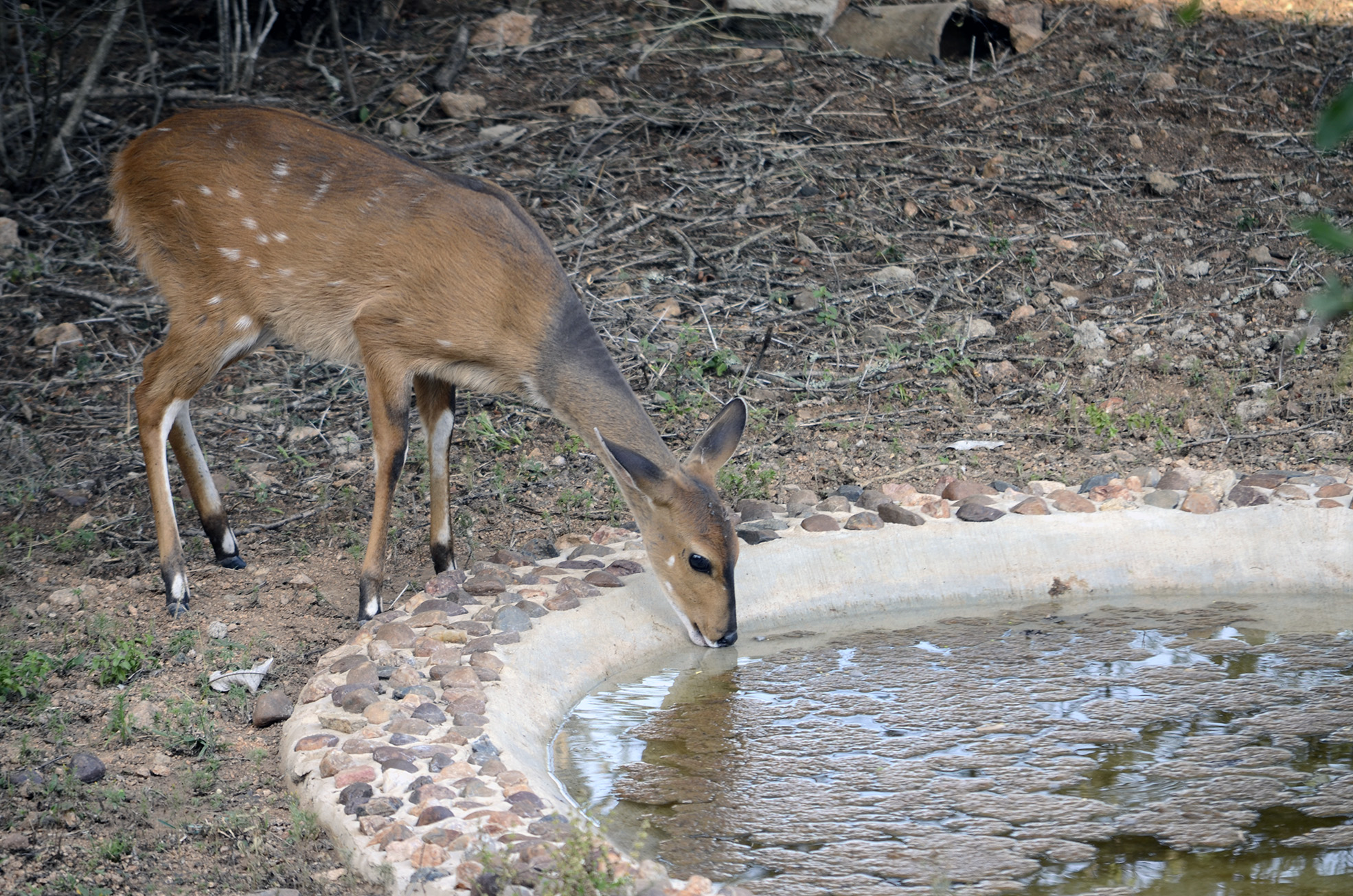 Abrevadero en frente del lodge