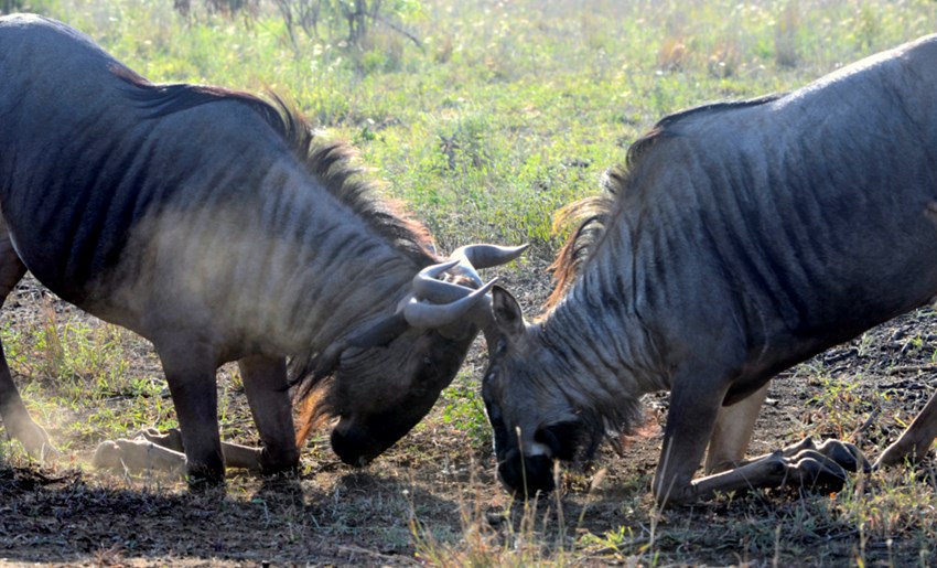 Kruger Park