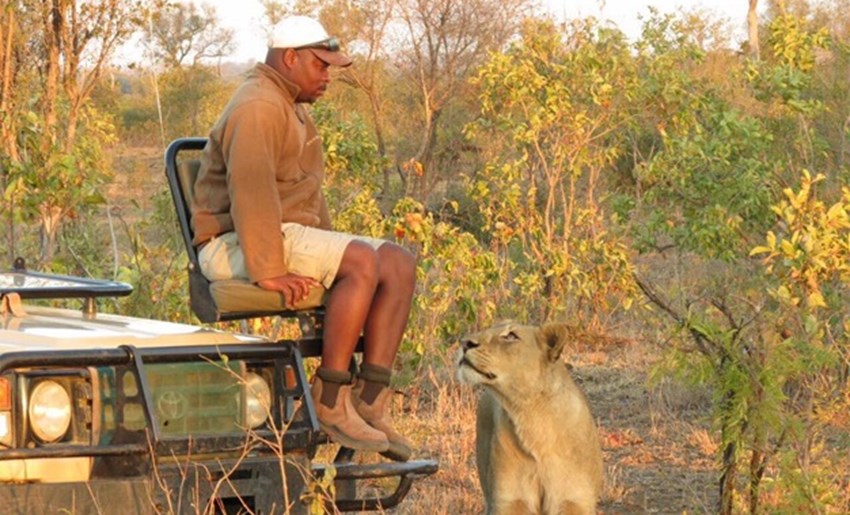 Ranger caught in extremely close encounter with lion