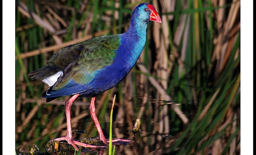 Mpumalanga's waterbirds