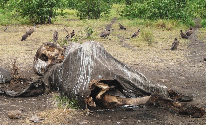 Elephant poaching on the rise in the Kruger