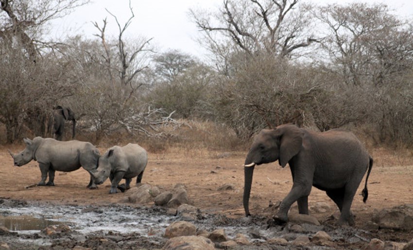 How the drought is affecting the Kruger National Park