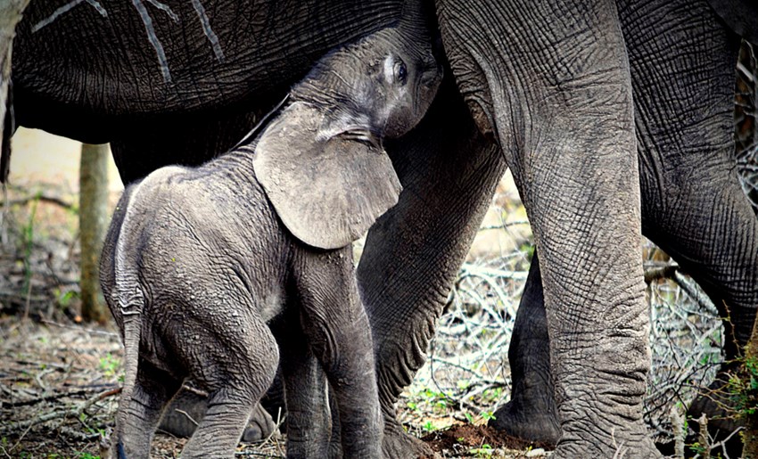 Cría de elefante