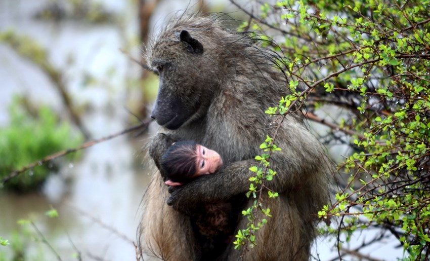 Baboon con cría