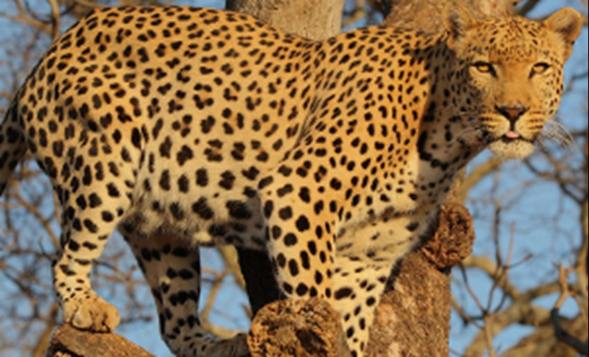 Leopards one step closer to endangered list