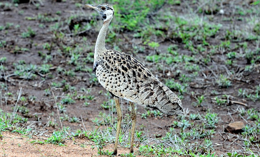 Kruger Park