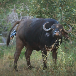 Cape buffalo