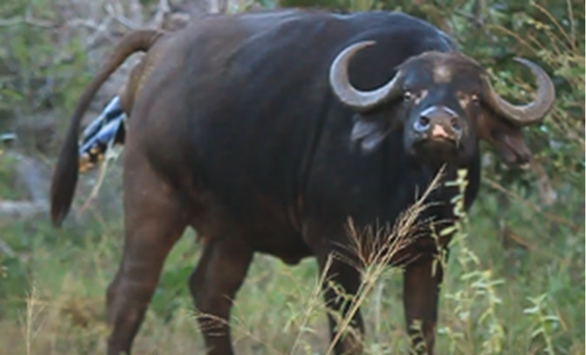 Cape buffalo