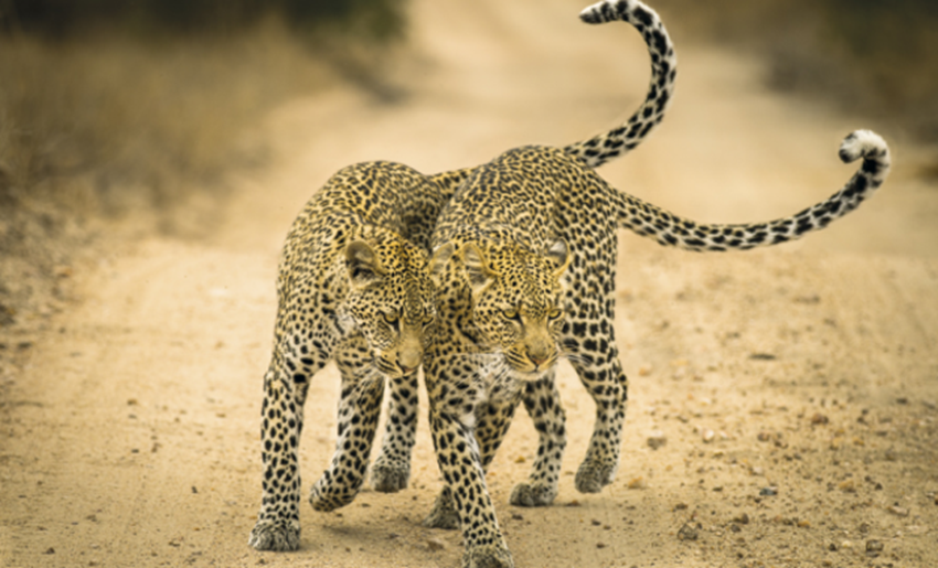 SA Wildlife shine as Outdoor Photographer of the Year 2016 winners