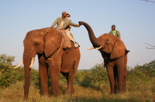 More safari operators ending elephant-back rides