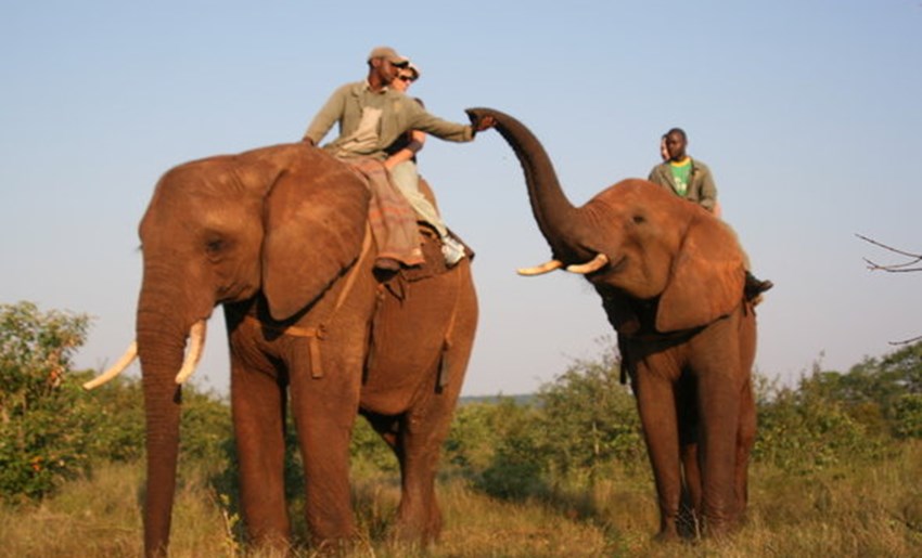 More safari operators ending elephant-back rides