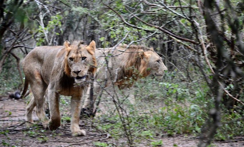 Escaped Lions