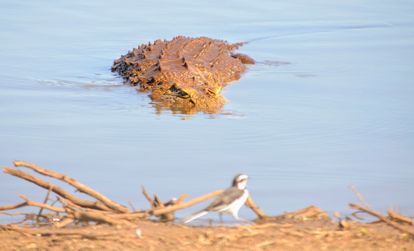 Kruger Park