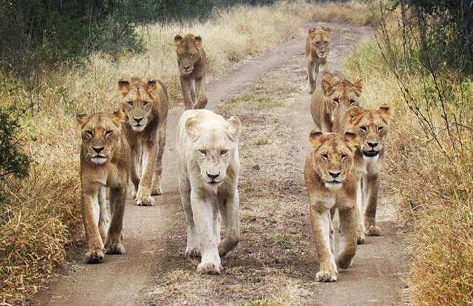 Singita's white Lion