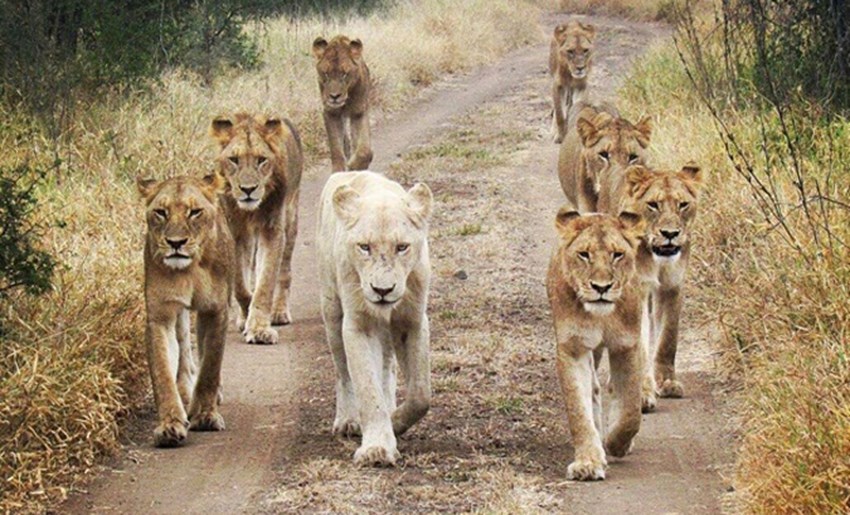 Singita's white Lion