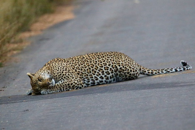 Leopard gives new meaning to catnap....only in Kruger!