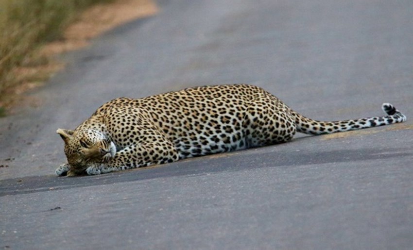 Leopard gives new meaning to catnap....only in Kruger!