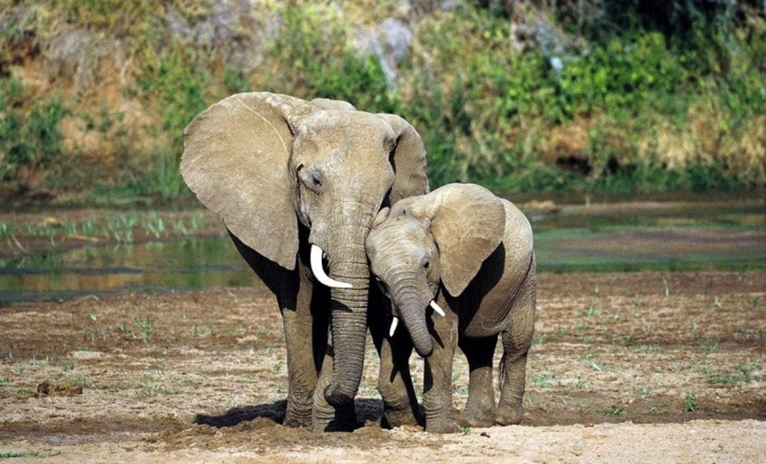 China’s Ivory Ban Gives Hope for Elephants in 2017