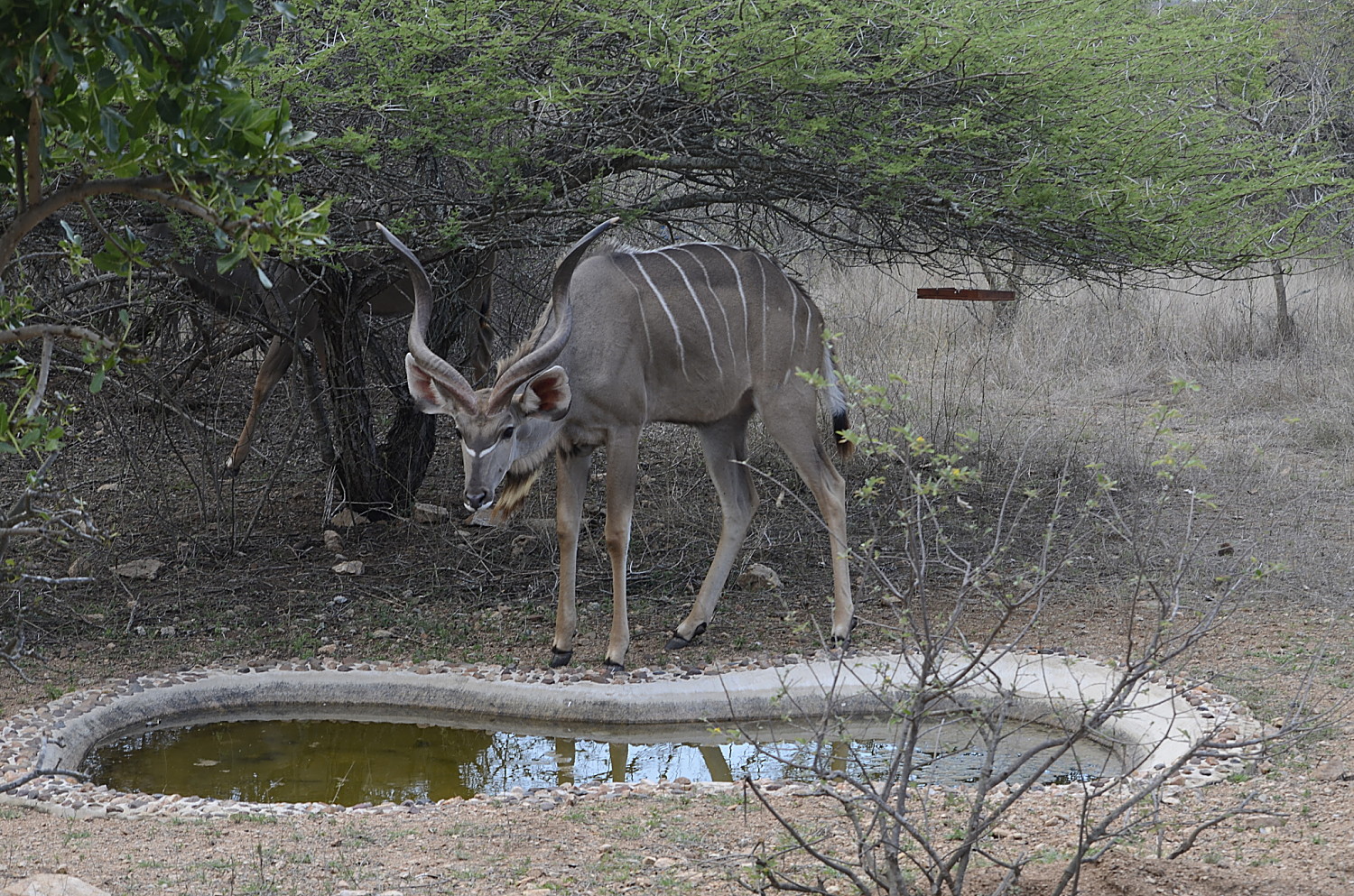 Kudu