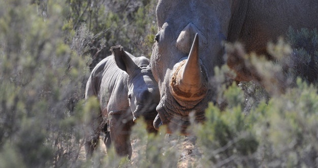 Birth of White Rhino