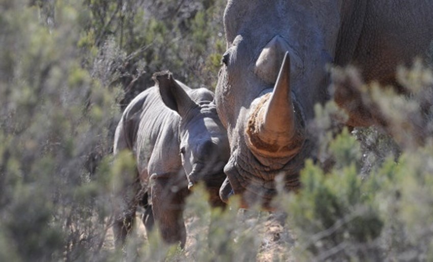 Birth of White Rhino