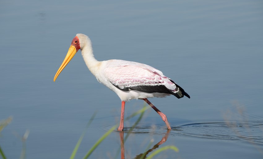 Kruger Park