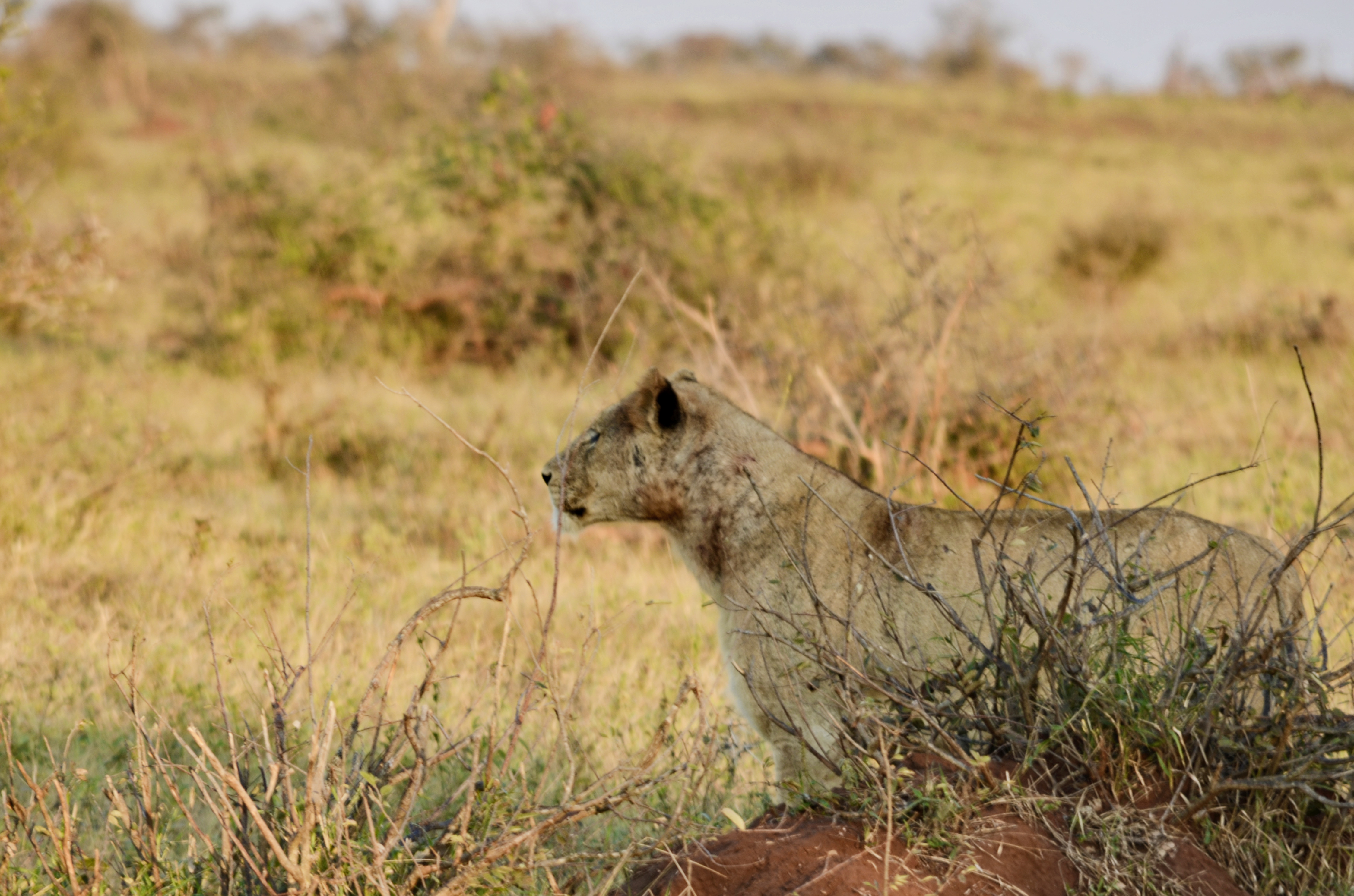 South African Wildlife