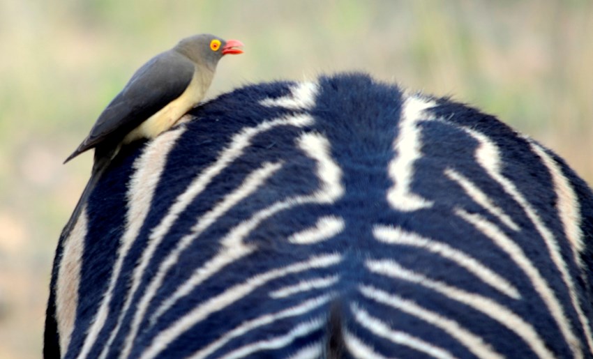 Billed Oxpecker