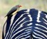 Billed Oxpecker